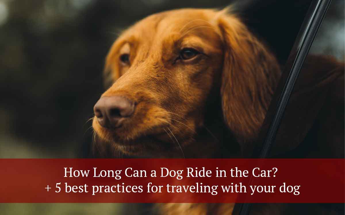 How-Long-Can-a-Dog-Ride-in-the-Car